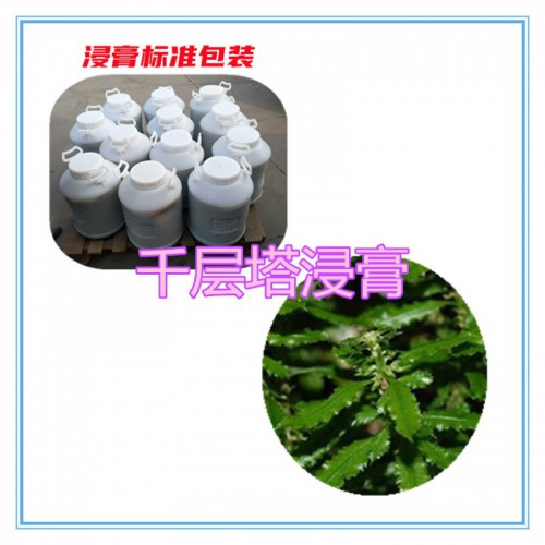 千层塔提取物  千层塔浸膏 千层塔粉 千层塔破壁粉