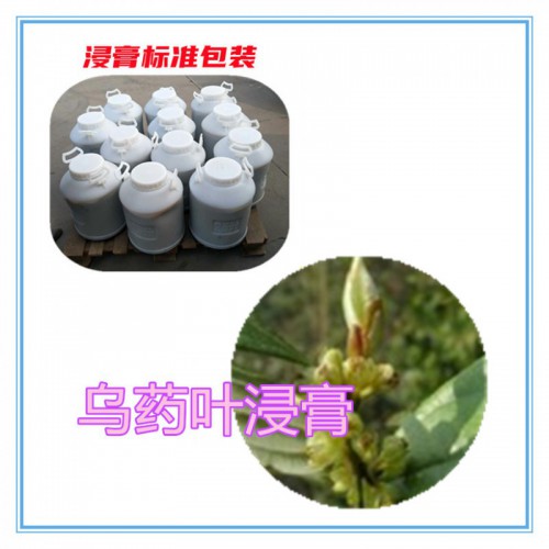 乌药叶提取物  乌药叶浸膏 乌药叶粉 乌药叶破壁粉