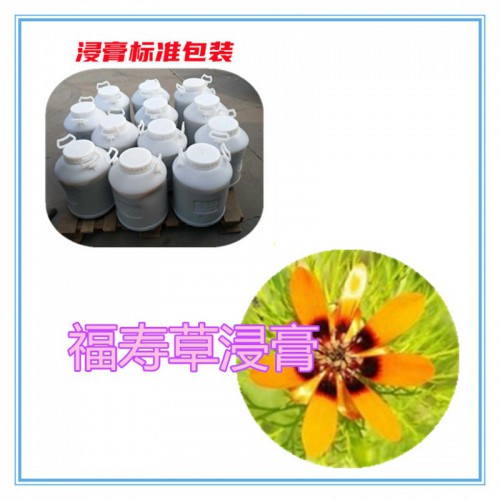 福寿草提取物   福寿草浸膏 福寿草粉 福寿草破壁粉