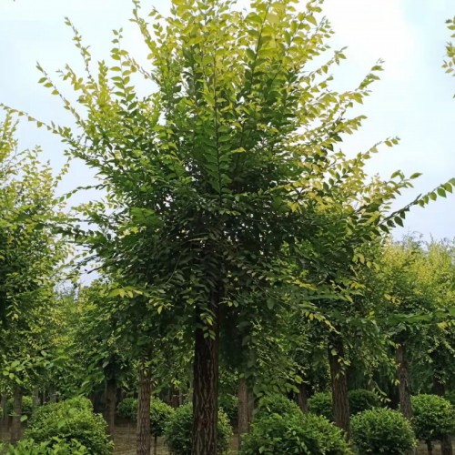 金叶榆 金叶榆基地直发 金叶榆树苗