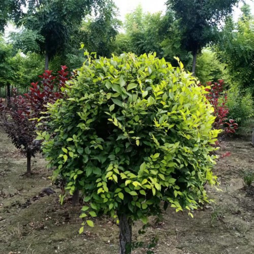 金叶榆球 金叶榆球树苗 优质金叶榆球