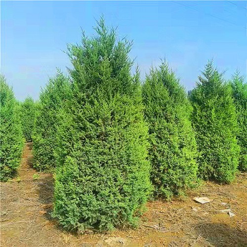 望都塔侩 塔侩望都侩 塔侩 基地批发优质塔侩树苗