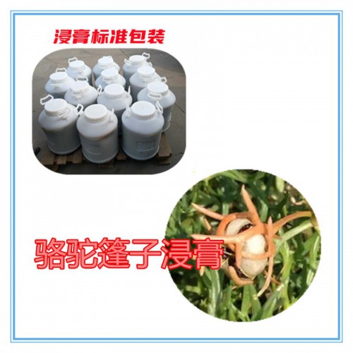 骆驼篷子提取物  骆驼篷子浸膏  骆驼篷子粉 骆驼篷子破壁粉
