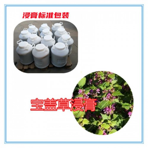 宝盖草提取物 宝盖草浸膏  宝盖草粉 宝盖草破壁粉
