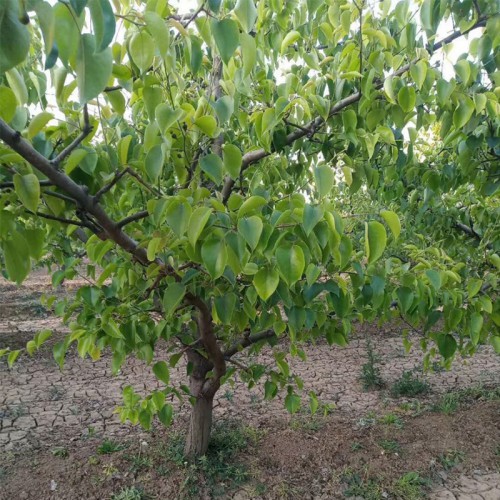 梨树 地径10公分梨树基地 12-15公分大梨树规格齐全