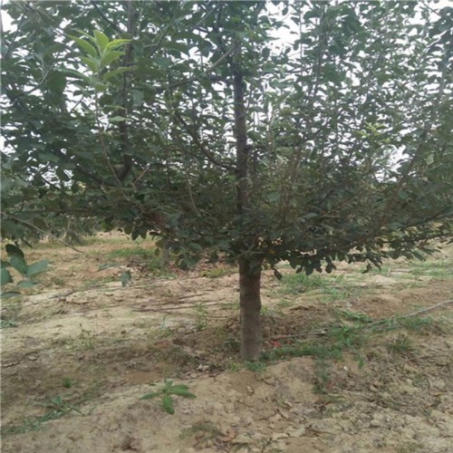 苹果树 苹果树基地 8-10公分占地苹果树