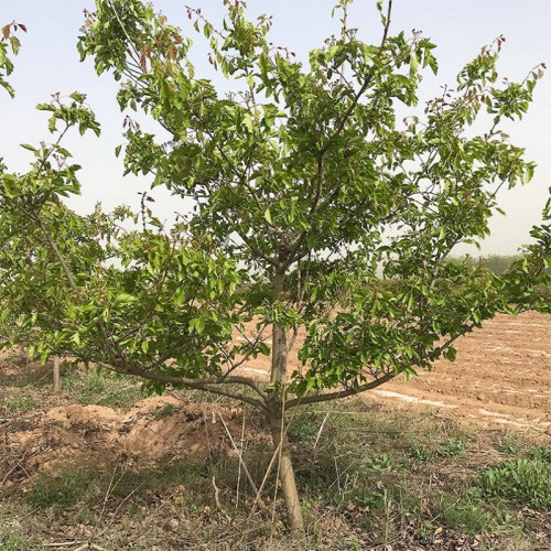 山楂树 山楂树基地 地径10-15公分山楂树量大 树形优美