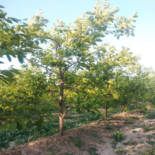 柿子树 8公分柿子树基地 批发10-12公分精品柿子树