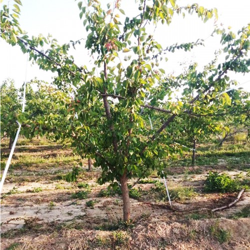 山西杏树基地8公分10公分全冠杏树 12-15公分杏树价格