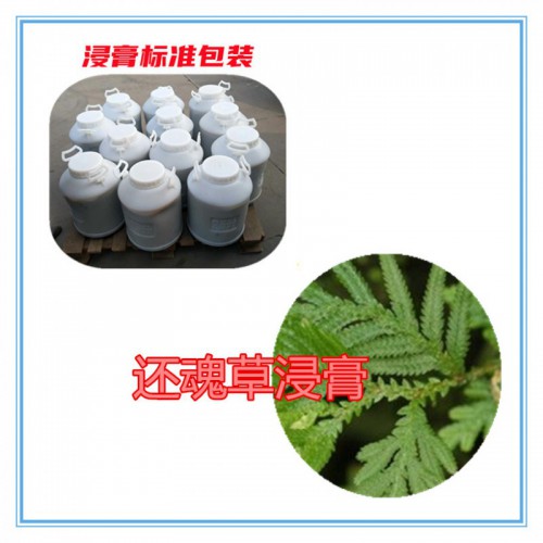 还魂草提取物 还魂草浸膏 还魂草粉  还魂草破壁粉