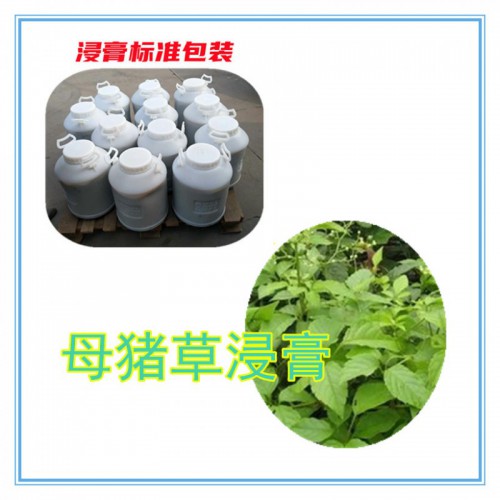 母猪草提取物 母猪草浸膏  母猪草粉 母猪草破壁粉