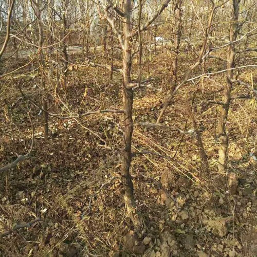 占地枣树 5公分8公分冬枣树基地 10公分12公分大枣树批发