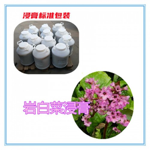 岩白菜提取物 岩白菜浸膏 岩白菜粉 岩白菜破壁粉