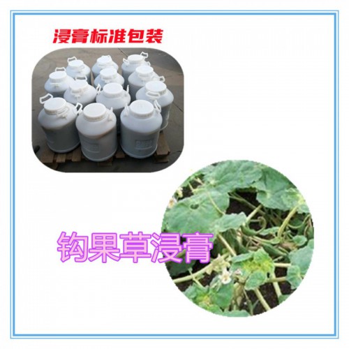 钩果草提取物 钩果草浸膏 钩果草粉 钩果草破壁粉