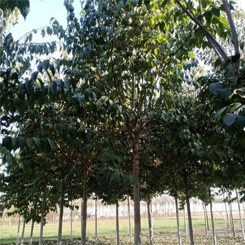 杜仲树苗 杜仲 16公分杜仲价格