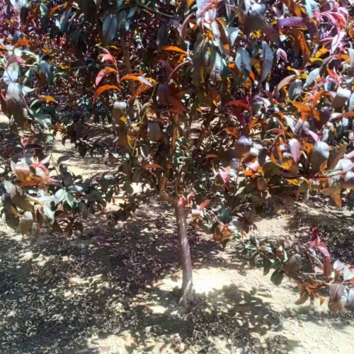 太阳李树苗 太阳李 基地直发