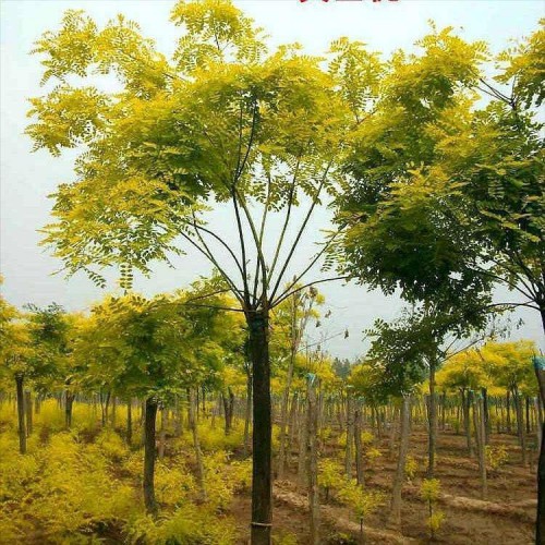 金叶槐树苗 金叶槐 黄金槐基地直供