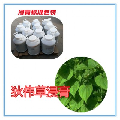 狄伟草提取物 狄伟草浸膏  狄伟草粉 狄伟草破壁粉