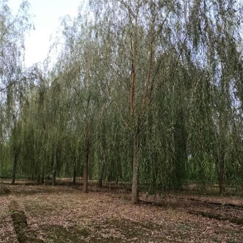 垂柳树苗 垂柳 8-20公分垂柳 基地直发