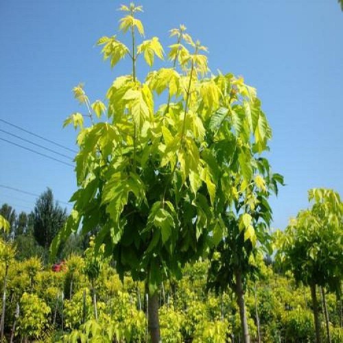 复叶槭树苗 复叶槭 批发金叶复叶槭 基地直发