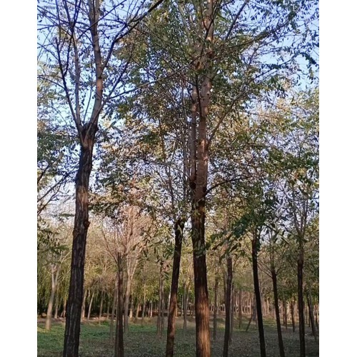 刺槐树苗 刺槐 刺槐基地直发