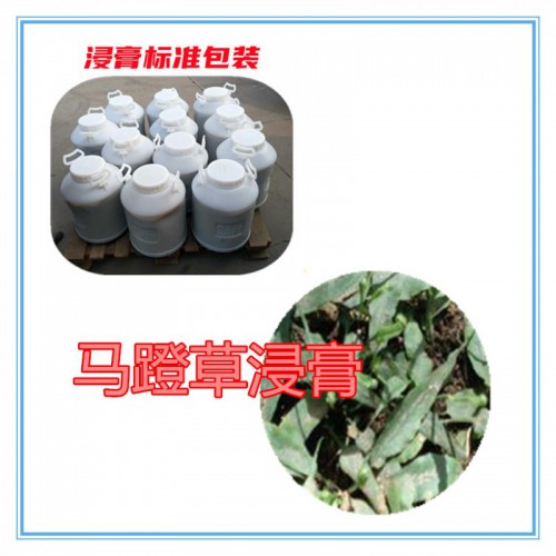 马蹬草提取物 马蹬草浸膏  马蹬草粉 马蹬草破壁粉