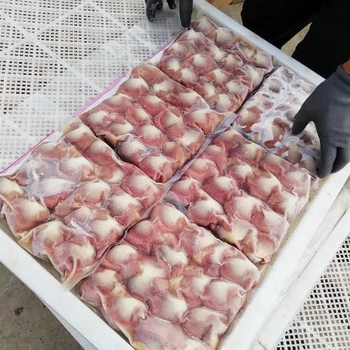 食品单冻盘 网眼冷冻晾晒盘 塑胶烘干盘