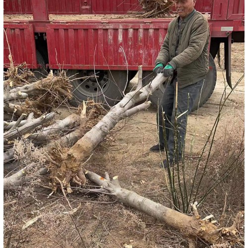8公分占地苹果树 裸根苹果树便宜