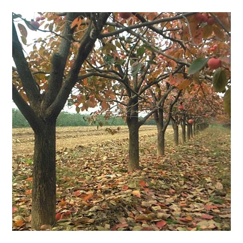 15公分柿子树基地 大规格18-20公分柿子树价格