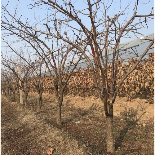 8公分枣树价格 山西10公分枣树种植基地