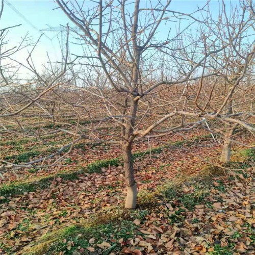 阳丰甜柿子树 地径6-7-8公分脆甜柿子树基地