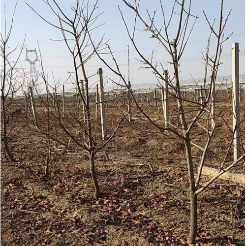 柿子树 地径5公分柿子树基地价格