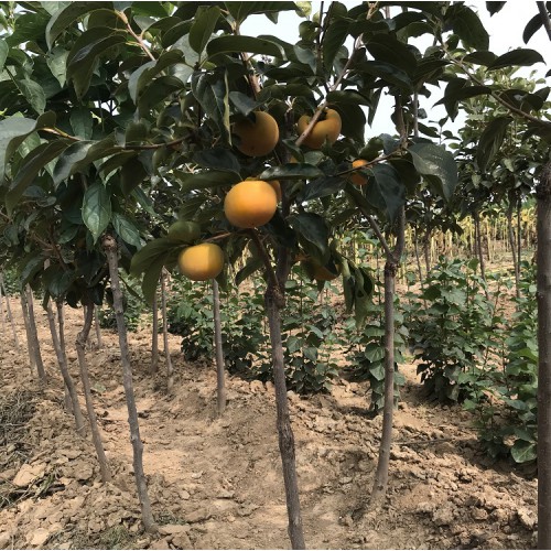 3公分柿子树苗价格