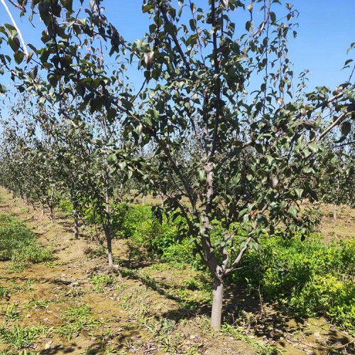 山西梨树基地 地径5-6公分梨树量大