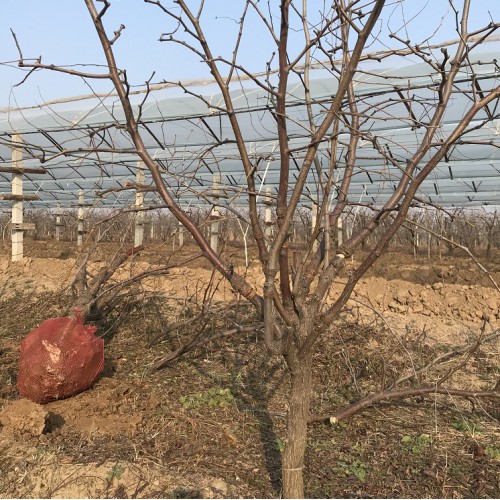 4公分5公分枣树苗价格 山西冬枣树基地