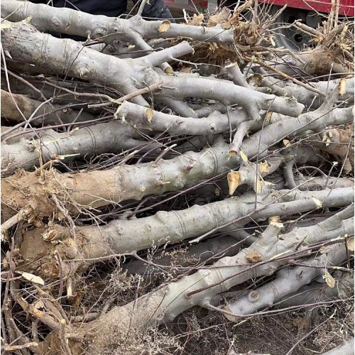 占地苹果树 18公分-20公分大苹果树价格