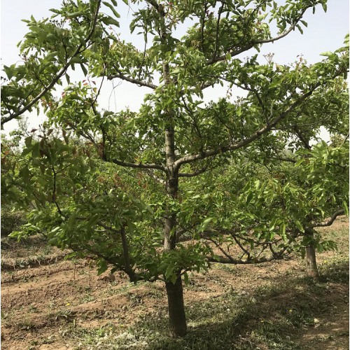 12公分全冠山楂树上车价 精品山楂树基地