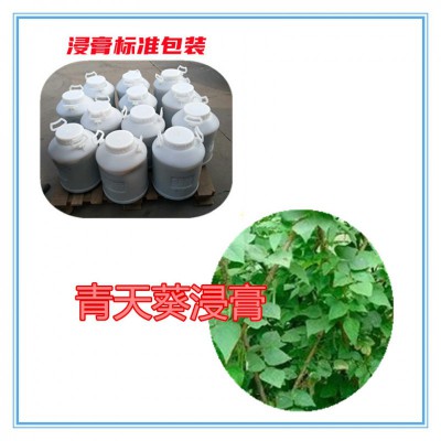 青天葵粉  青天葵提取物  青天葵浸膏 青天葵破壁粉