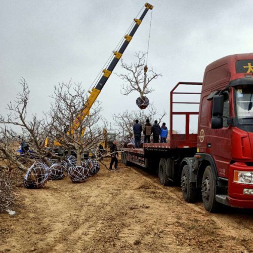 山楂树 8-10公分12-15公分山楂树 基地直销山楂树苗