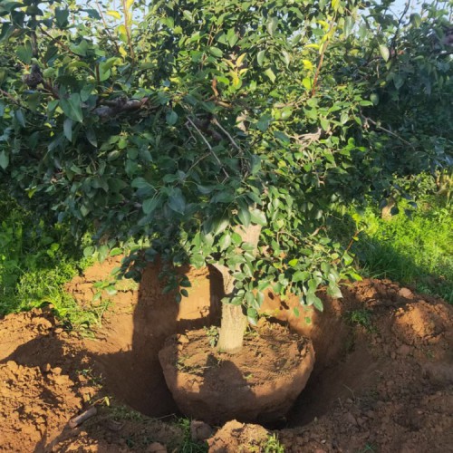 梨树 5-8公分梨树基地 10-15公分精品梨树 树形优美