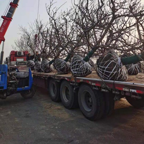 山西山楂树基地 批发10公分15公分山楂树量大