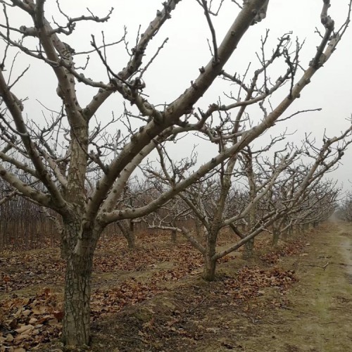 原生山楂树 8-9-10公分不拉枝山楂树价格