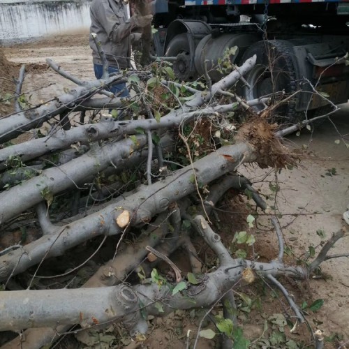 苹果树 占地果树10公分-15公分量大便宜处理