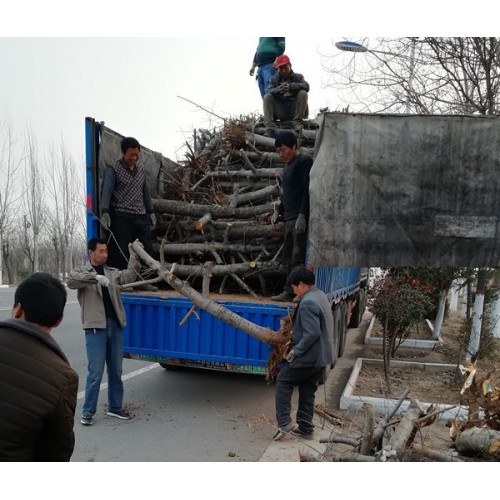 占地苹果树产地 直径10公分-15公分大苹果树