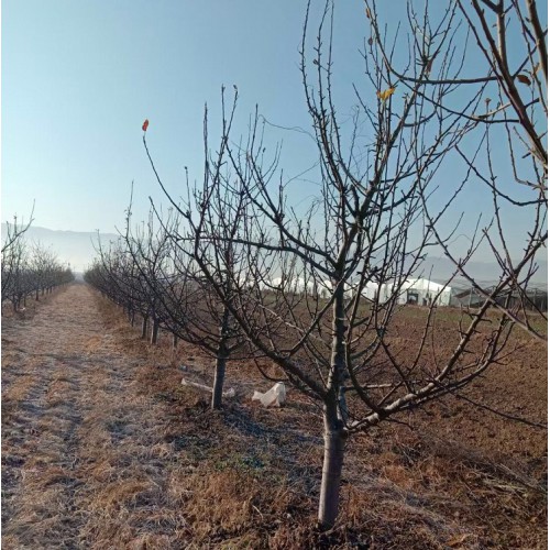 苹果树 10公分-12公分-15公分不拉枝苹果树价格