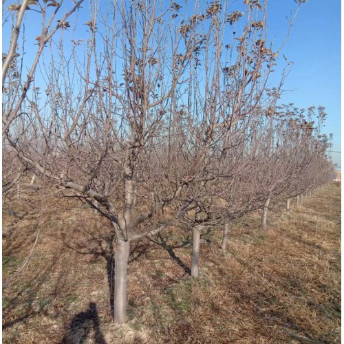 苹果树基地 8-10-12公分苹果树价格