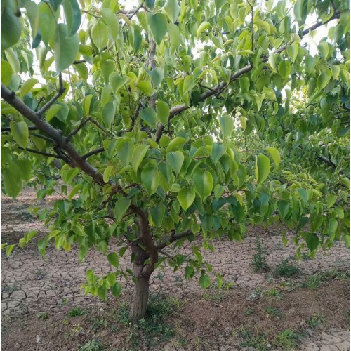 10公分梨树价格 12-15公分梨树基地 规格齐全