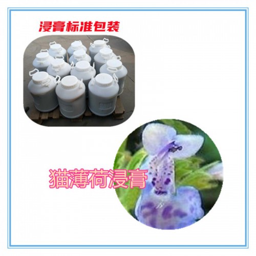 猫薄荷粉 猫薄荷提取物  猫薄荷浸膏  猫薄荷破壁粉