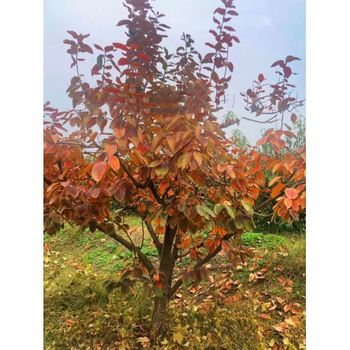 5公分火葫芦柿子树价格 6公分吊红柿子树基地