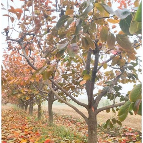 10公分景观柿子树 15公分绿化柿子树价格